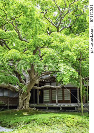 擁有美麗的新鮮綠色植物的賴山淺草寺大台院院（福岡縣to島市） 67171521