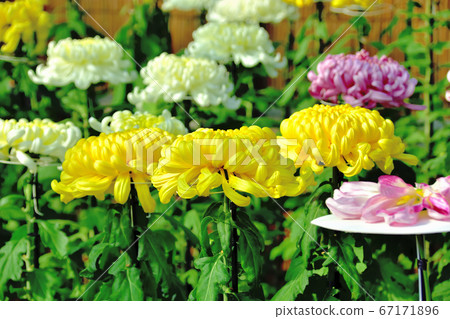 代表日本秋天的花菊花 67171896