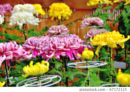 代表日本秋天的花菊花 代表日本秋天的花菊花 67172125