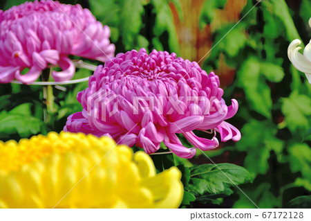 代表日本秋天的花菊花 67172128