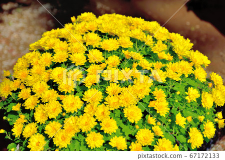 Flower chrysanthemum representing autumn in Japan Flower chrysanthemum representing autumn in Japan 67172133