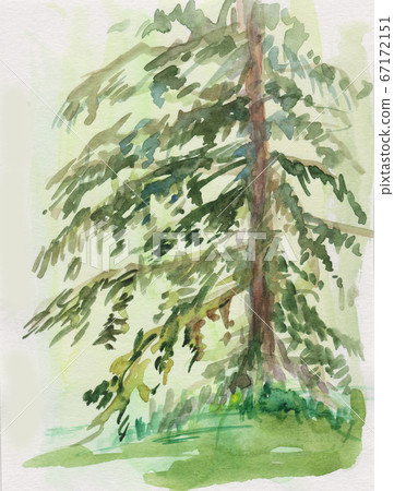 spruce in summer spruce in summer 67172151