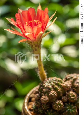 Red color delicate petal with fluffy hairy of Echinopsis Cactus flower Red color delicate petal with fluffy hairy of Echinopsis Cactus flower 67172232