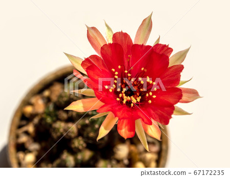Red color delicate petal with fluffy hairy of Echinopsis Cactus flower Red color delicate petal with fluffy hairy of Echinopsis Cactus flower 67172235