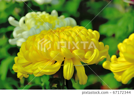 代表日本秋天的花菊花 67172344