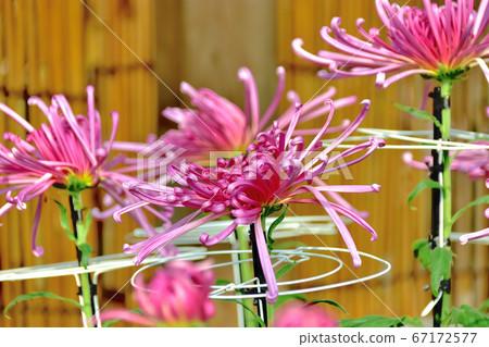 Flower chrysanthemum representing autumn in Japan Flower chrysanthemum representing autumn in Japan 67172577