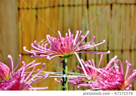 Flower chrysanthemum representing autumn in Japan 67172578