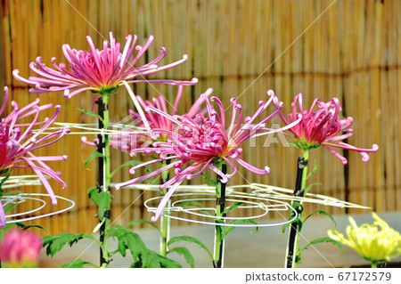 Flower chrysanthemum representing autumn in Japan 67172579