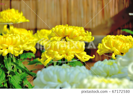 Flower chrysanthemum representing autumn in Japan Flower chrysanthemum representing autumn in Japan 67172580
