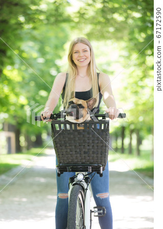 French bulldog dog enjoying riding in bycicle basket in city park French bulldog dog enjoying riding in bycicle basket in city park 67172590