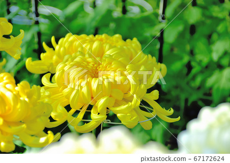 代表日本秋天的花菊花 67172624