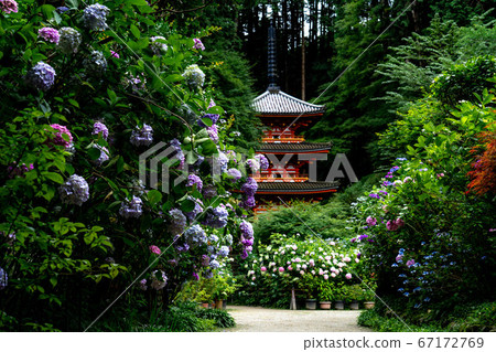 Iwafune Temple Kyoto Hydrangea Iwafune Temple Kyoto Hydrangea 67172769