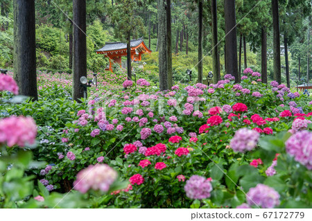 Hydrangea Temple Samurotoji Kyoto Hydrangea Temple Samurotoji Kyoto 67172779