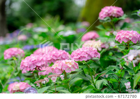 The hydrangea garden of the former Mitsui family Shimogamo villa The hydrangea garden of the former Mitsui family Shimogamo villa 67172780