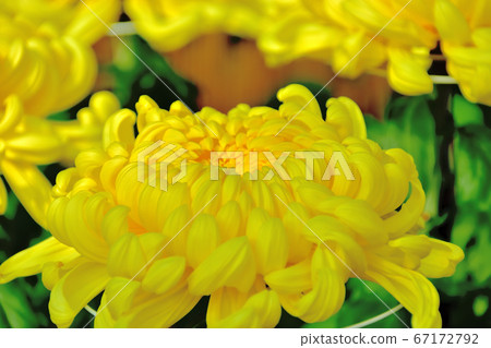 代表日本秋天的花菊花 67172792