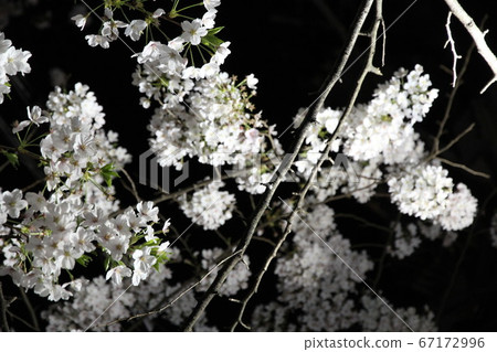 夜晚的櫻花 67172996