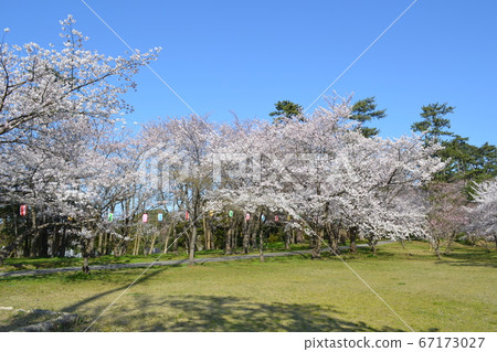 Sakura in Ipponmatsu Park, Wajima City Sakura in Ipponmatsu Park, Wajima City 67173027