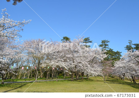 輪島市一本松公園的櫻花 輪島市一本松公園的櫻花 67173031