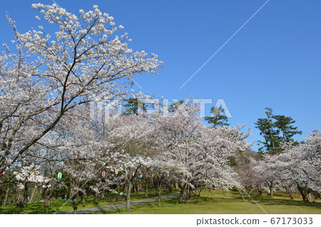 輪島市一本松公園的櫻花 輪島市一本松公園的櫻花 67173033