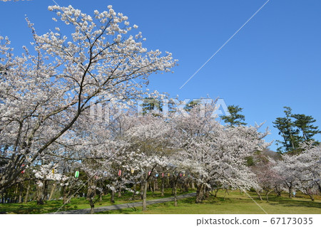 輪島市一本松公園的櫻花 67173035