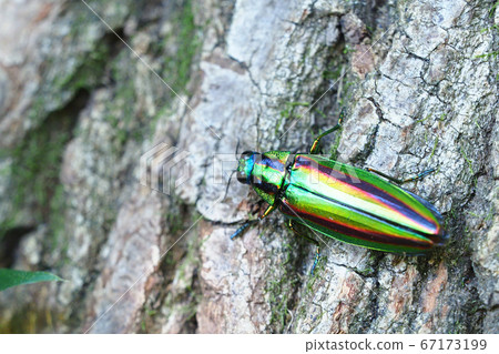 Yamato Tamamushi（女） 67173199