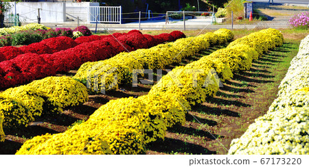 Chrysanthemum chrysanthemum, a flower that represents autumn in Japan Chrysanthemum chrysanthemum, a flower that represents autumn in Japan 67173220