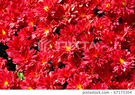 Chrysanthemum chrysanthemum, a flower that represents autumn in Japan 67173304