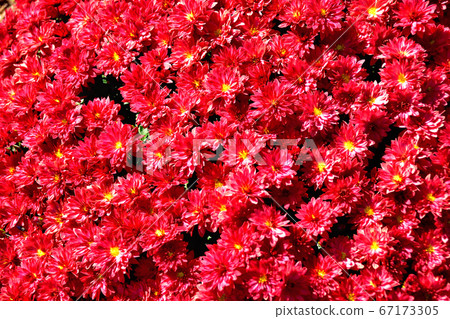 Chrysanthemum chrysanthemum, a flower that represents autumn in Japan Chrysanthemum chrysanthemum, a flower that represents autumn in Japan 67173305