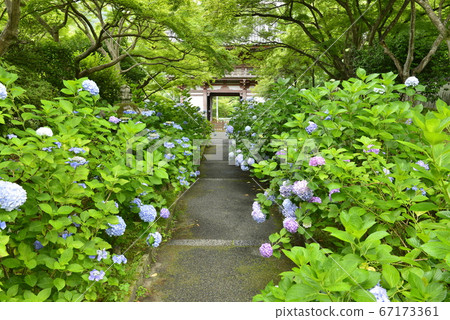 [大阪府池田市]繡球花開在關吉寺 67173361