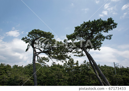 Pine tree, Numazu Senbonmatsu Park 67173433