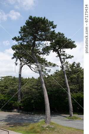 Pine tree, Numazu Senbonmatsu Park 67173434