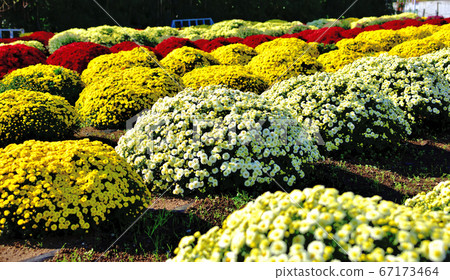 菊花菊花，代表日本秋天的花朵 67173464