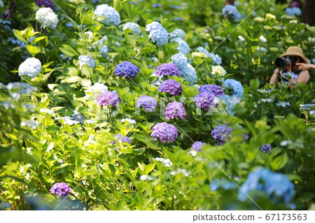 Hydrangea Garden, Haenam Forest Arboretum Hydrangea Garden, Haenam Forest Arboretum 67173563