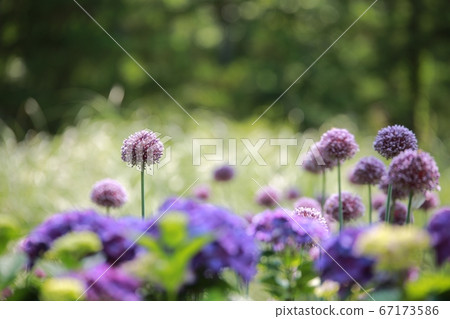 海南森林植物園繡球花園 67173586