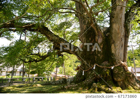 大阪Noma的大型zelkova 大阪Noma的大型zelkova 67173860