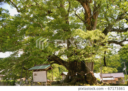 Large zelkova in Noma, Osaka 67173861