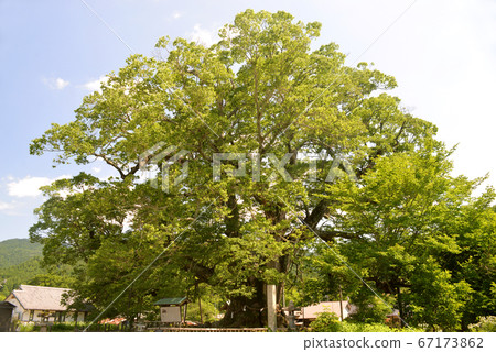 Large zelkova in Noma, Osaka Large zelkova in Noma, Osaka 67173862