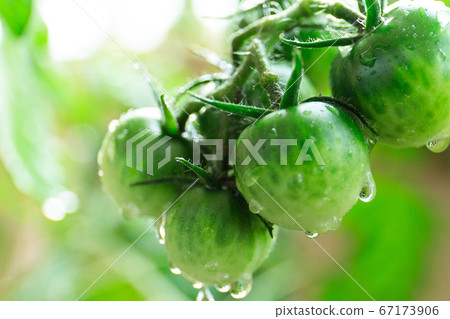 Fruit tomato before harvest 67173906