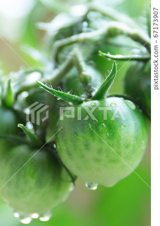 收穫前的水果番茄 67173907