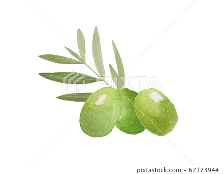 Olive 67173944