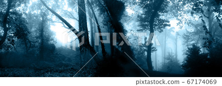 Mysterious landscape with trees and bushes in Mysterious landscape with trees and bushes in 67174069