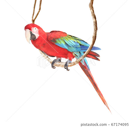 Ara parrot on a liane 67174095