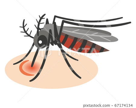 蚊子吸血的插圖 67174134
