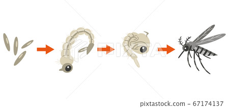 蚊子生活圖 67174137