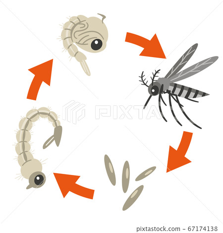 Mosquito life illustration Mosquito life illustration 67174138