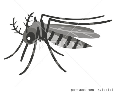 Mosquito illustration 67174141