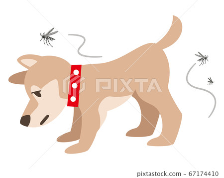 狗被蚊子st 67174410