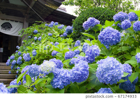 秋田市雄治市大賀市的繡球寺 秋田市雄治市大賀市的繡球寺 67174933