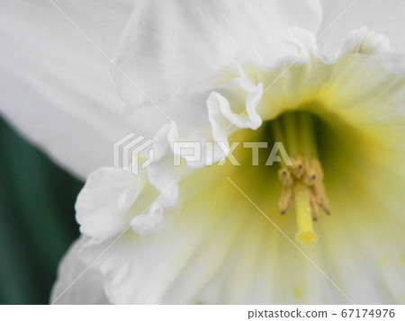 Narcissus petals 67174976