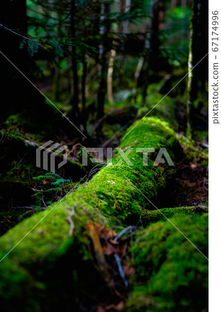 Moss Forest: Shirakomaike 67174996